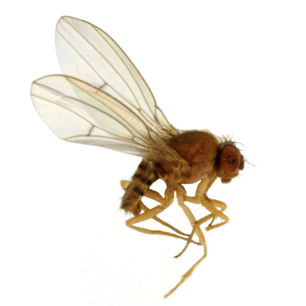 Banaanikärpänen (Drosophila melanogaster). Kuva: Luomus.
