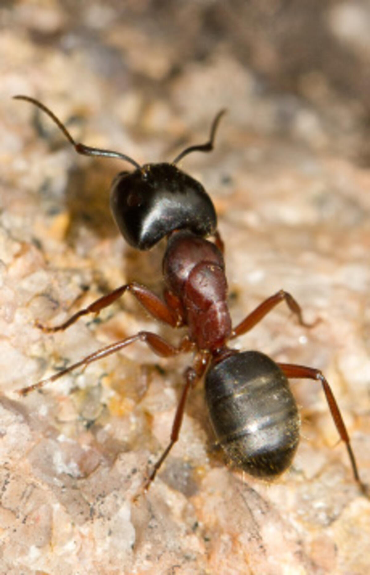 Hevosmuurahainen (Camponotus herculeanus). Kuva: Håkan Söderholm / Vastavalo.