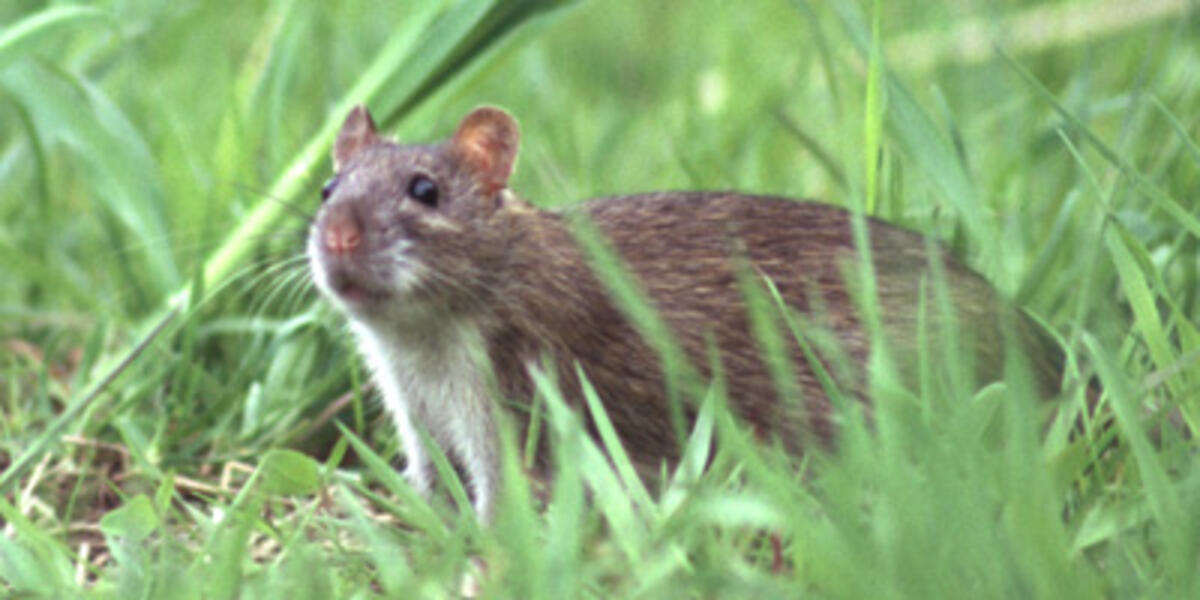 Rotta (Rattus norvegicus). Kuva: Markku Heinonen.