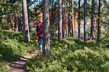 Kuvituskuva Puu-Myllypurosta.