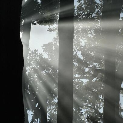 Kuvituskuva, jossa valo siilautuu metsän läpi.