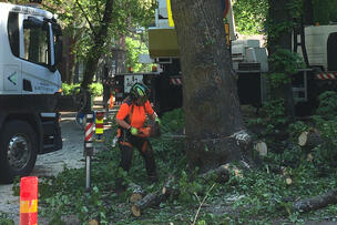An arborist felling a tree.