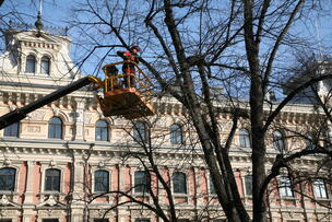 An arborist falling a tree in Esplanadinpuisto park in Helsinki.