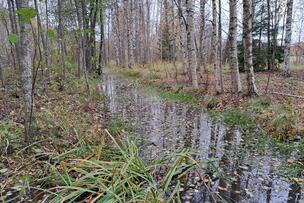 Broändanpuro Mustavuoressa.