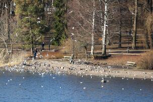 Lintujen ruokkijoita Töölönlahdella.