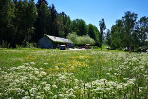 Niityllä kasvaa erilaisia kukkia.