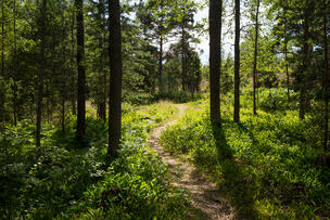 Metsäpolku vihreän metsän keskellä.