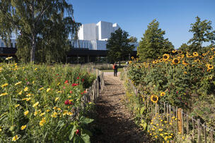 Kukkaistutuksia Töölönlahdenpuistossa.