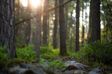 Mustavuoren metsää.