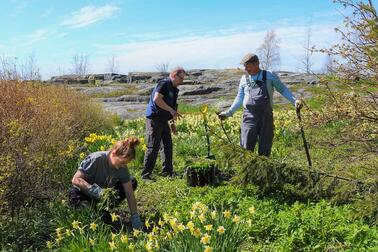 Lupiinitalkoot Harakan saarella kesällä 2020.  Kuva: Kuva: Mari Sahlstén