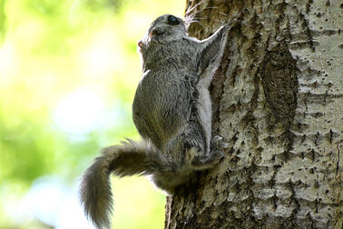 Large spruces and aspens are vital to flying squirrels. Photo: Tom Ahlström