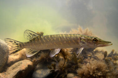 Significant concentrations of PFAS compounds have been found in pikes in Helsinki’s Vanhankaupunginlahti bay.  Photo: Marianne Saviaho