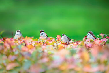 House sparrows on an autumn-coloured hedge. Photo: Yiping Feng and Ling Ouyang / Helsinki Partners