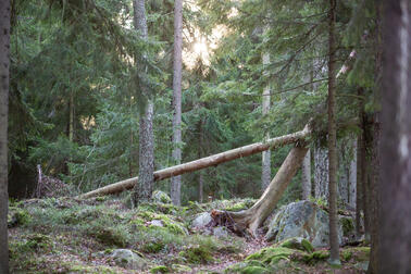 One of the five nature reserves to be established in 2024 is the Meri-Rastila nature reserve.  Photo: Raisa Ranta