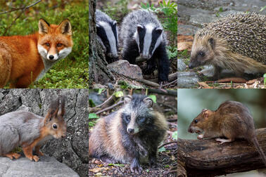 Have you seen a fox, badger, raccoon dog, hedgehog, squirrel or rat in Helsinki? Photo: Anja Vest ja Teemu Heinonen, Inka Sääskilahti, Jan W. Ahlfors, Hannu Rämä ja Håkan Söderholm