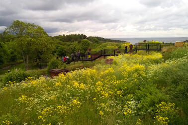 Vy från Skanslandet över en äng med gula blommor. Längre bort syns träd och människor i en metalltrappa som byggts i terrängen. Havet skymtar i bakgrunden.