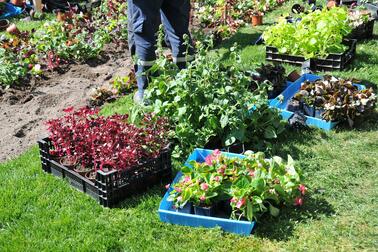 flower seedlings in boxes.