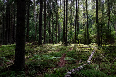 Haltialan metsä.