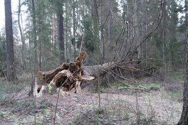 Voimakkaiden tuulenpuuskien aikaan on syytä välttää metsässä oleskelua. Kuva: Pira Cousin