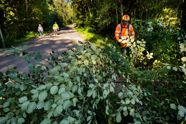 Työasuinen henkilö tutkimassa kasvillisuutta reitin varressa.