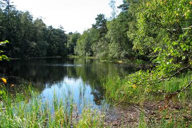 Med sin natur är Kronbergsträsket en värdefull helhet vad gäller naturskydd och landskap.  Bild: Pira Cousin