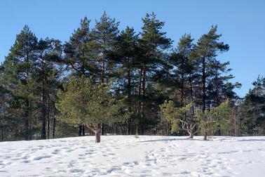 Metsää aurinkoisella pakkassäällä.