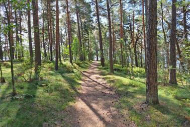 Kuvassa keskellä polku, jonka ympärillä korkeita puita.