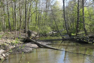 Preservation of Tali would serve the purpose of protecting the flood meadow and grove area, which is a valuable habitat of various birds and vegetation.  Photo: Virpi Karén