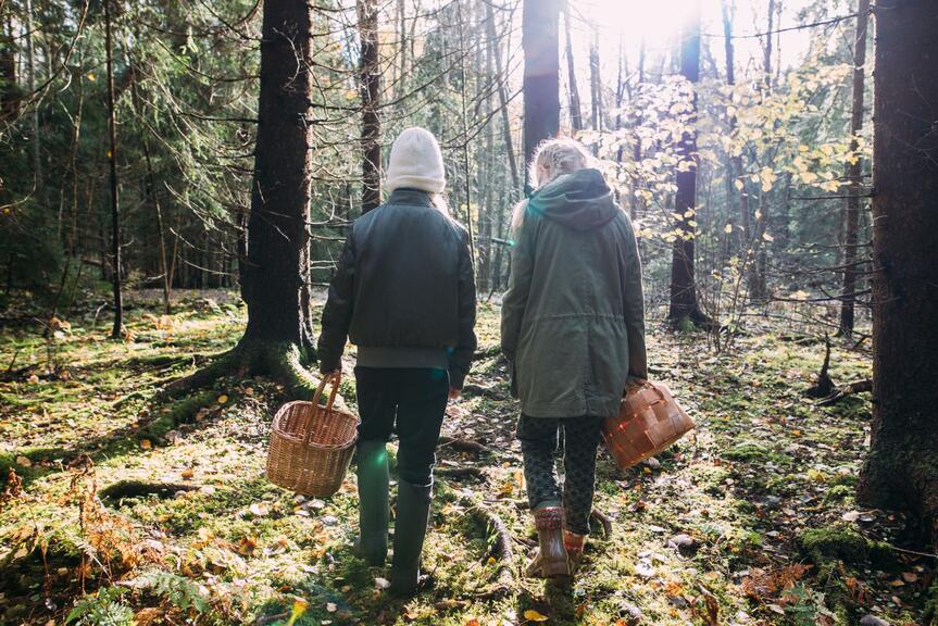 Helsingforsbor värdesätter närnaturen och lättillgängliga skogar. Bild: Jussi Hellsten