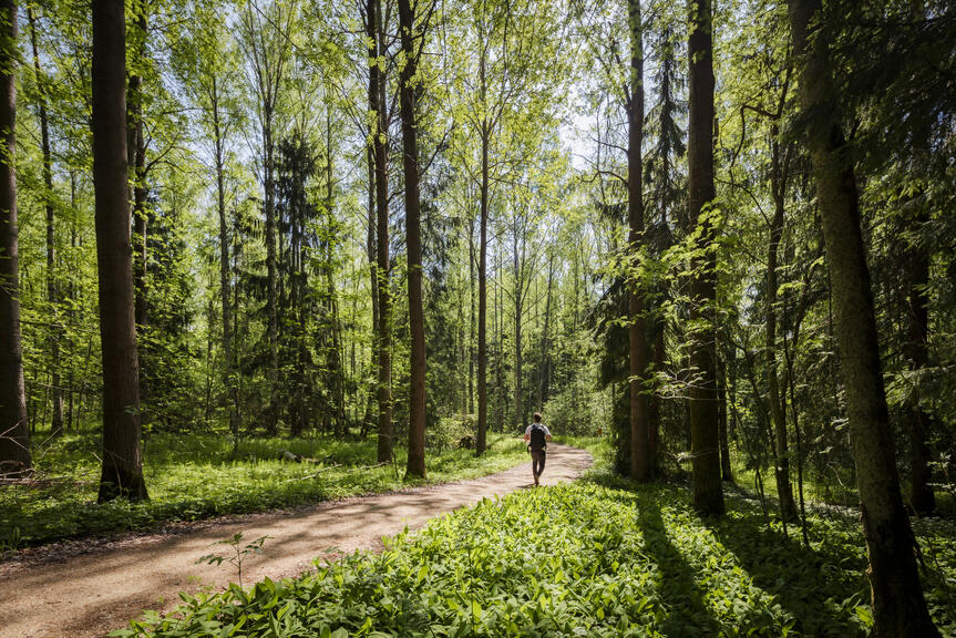  A person is walking in the forest.