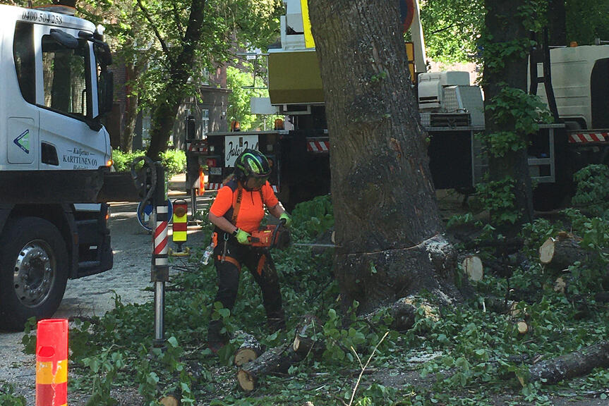 An arborist felling a tree.
