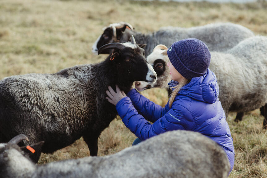 Lapsi silittää lammasta.
