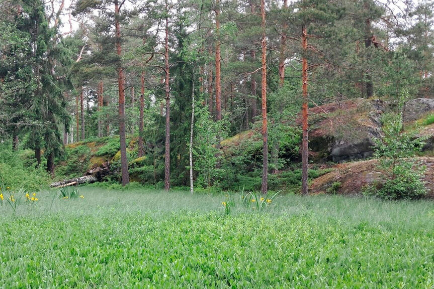 Rantametsää Furuvikissä.