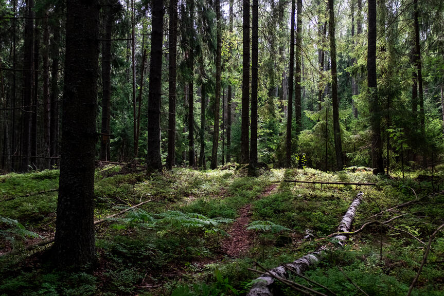 Haltialan metsä.