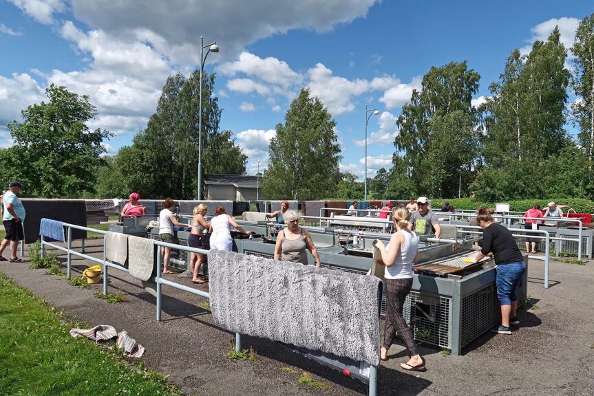 Ihmisiä pesemässä mattoja.