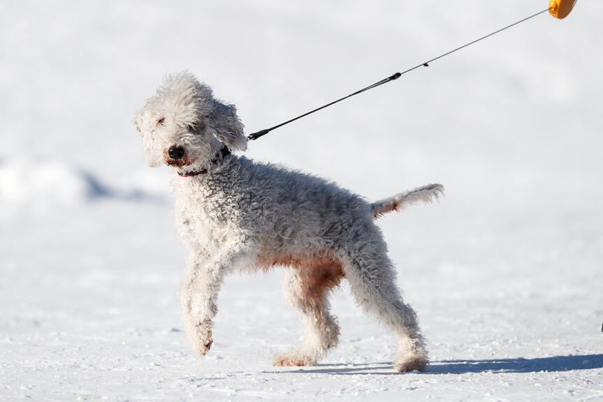 Koira talutushihnassa lumella.