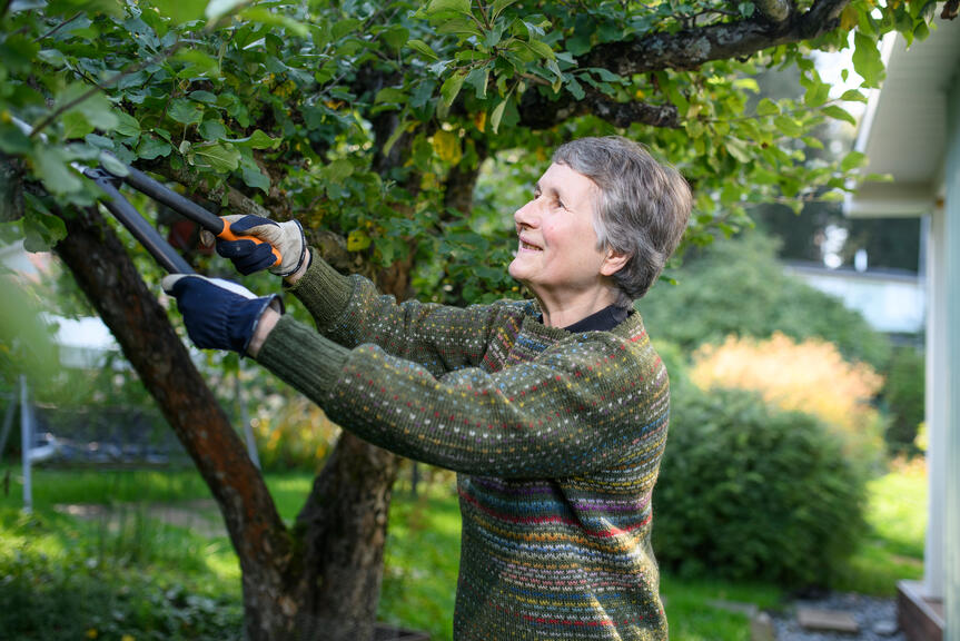 Henkilö leikkaamassa puuta oksasaksilla.