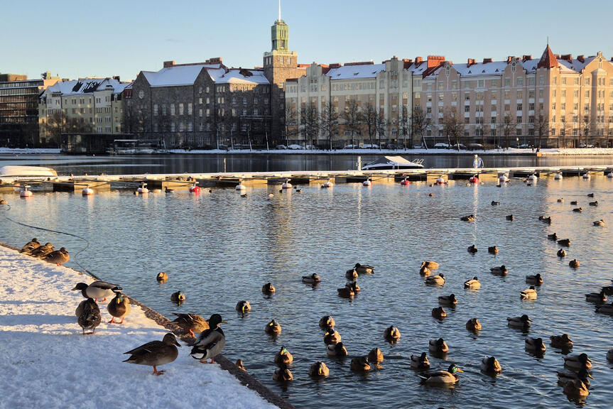 Kuvassa on alkutalven maisema Tokoinrannasta. Sorsalintuja on rannalla ja vedessä. 