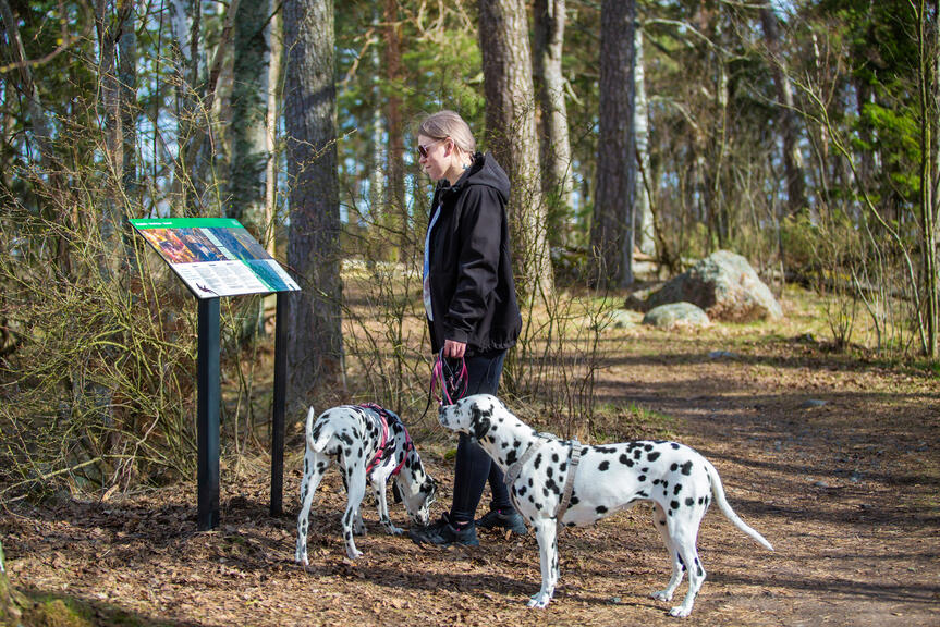 Koirien ulkoiluttaja tutkii opastaulua Herppipolulla.