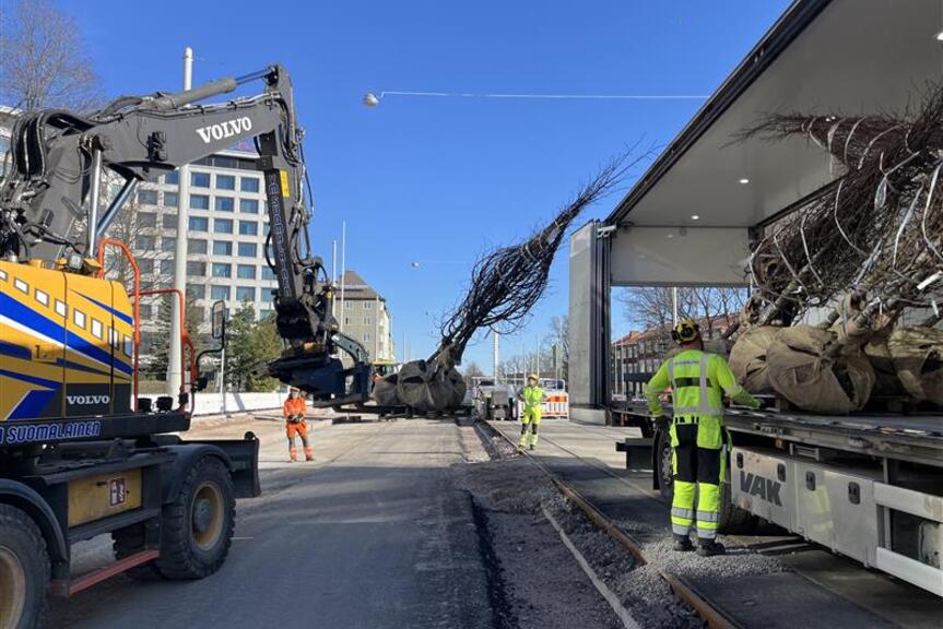 Katupuiden istutusta vuonna 2024 Mannerheimintien remontin ensimmäisessä vaiheessa.