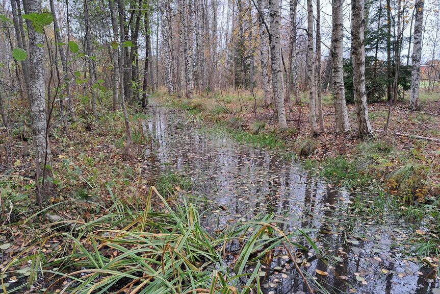 Broändanpuro Mustavuoressa.