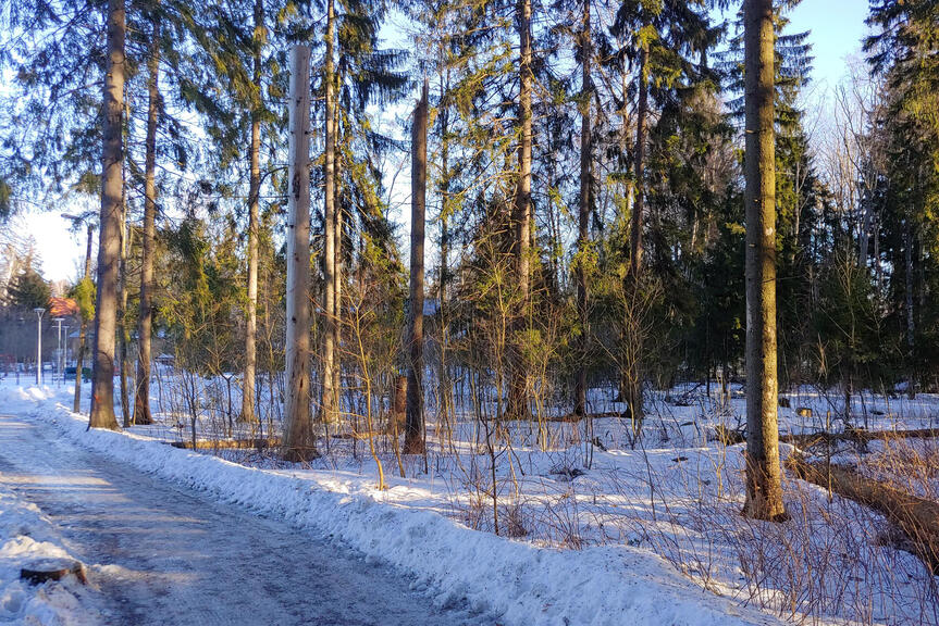 Kaadettavia puita kulkureitin varrella.