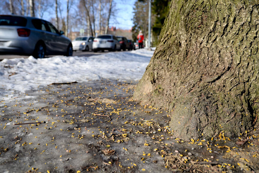 Liito-oravan papanoita puun tyvellä. 