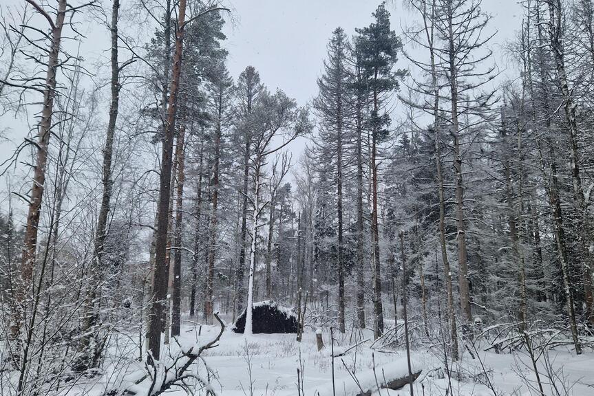 Lillforsens parkskog under snön.