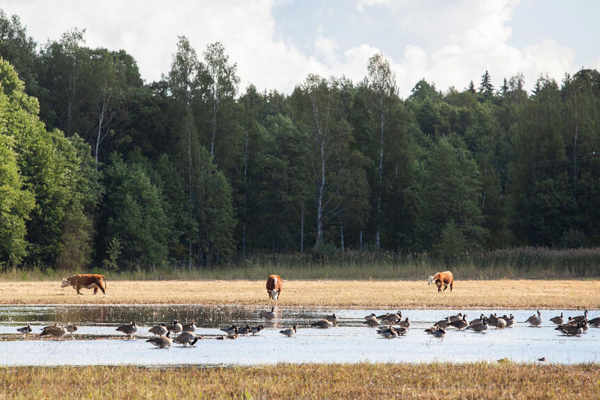 Karjaa laiduntamassa Bruksvikenissä. 