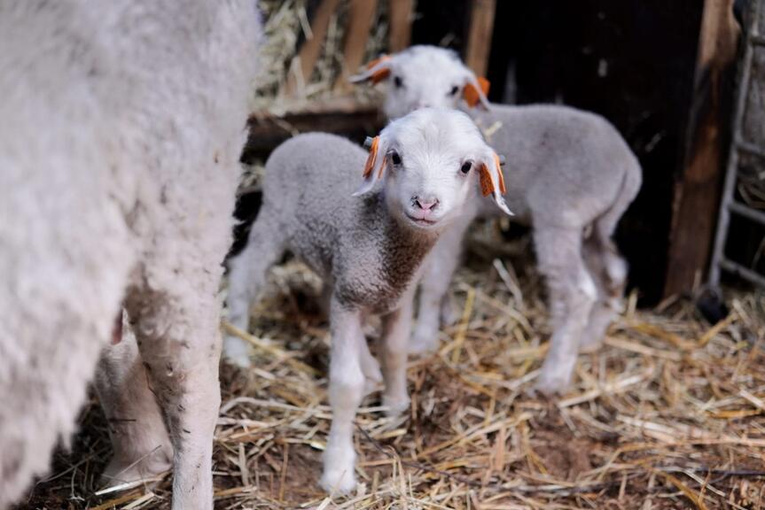Haltialan lampolassa voi vierailla keväällä. Keväällä 2026 syntyneitä karitsoja.  