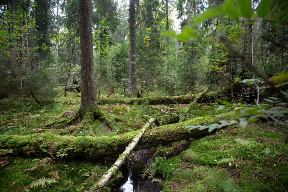 Lahopuuta Haltialanmetsän luonnonsuojelualueella.
