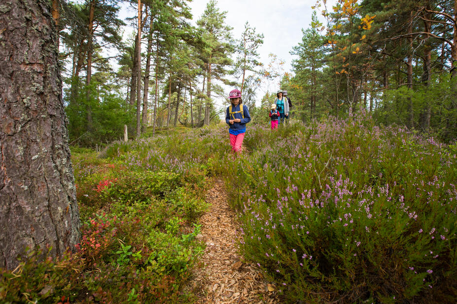 Retkeilijöitä metsäpolulla.