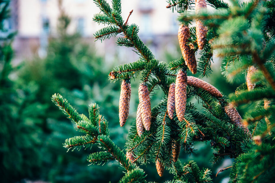 Kuusi, jossa on käpyjä.