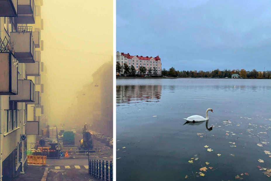 Sumuinen keskusta ja joutsen merellä.